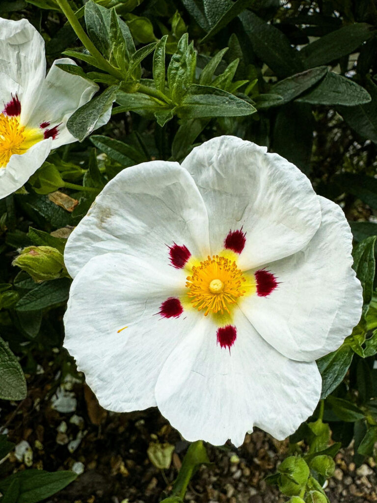 “Pianta di cisto ladanifero con piccoli fiori rosa nella macchia mediterranea”
